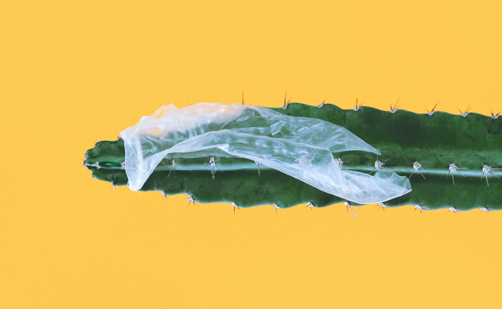 Kondom tat-tifqigħ imwaħħal fuq il-kaktus
